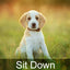 Sifflet et clicker professionnels pour chiens – Signaux ultrasoniques de dressage et d'apaisement