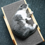 Cat Scratching & Sleeping Board – 2-in-1 Cardboard Cat Bed